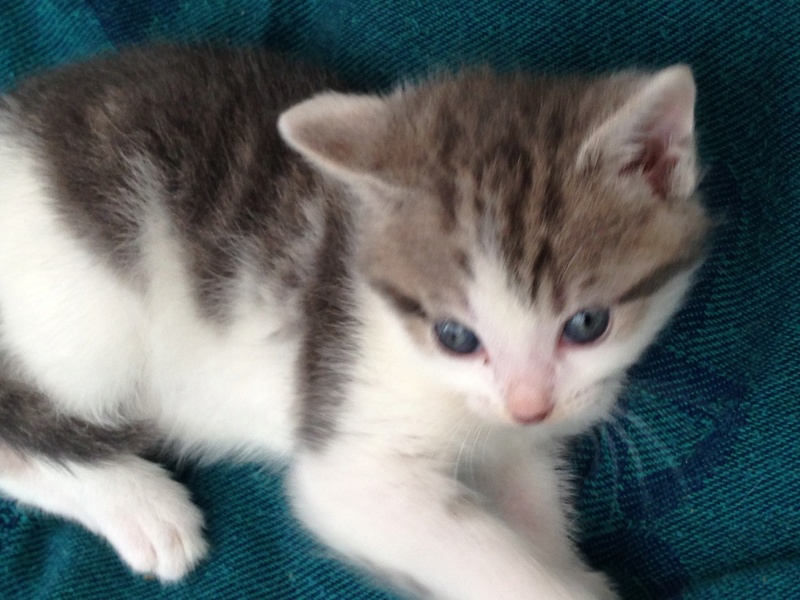 LILAS, bébé de ZOE , née le 29 mars 2017 Lilas410