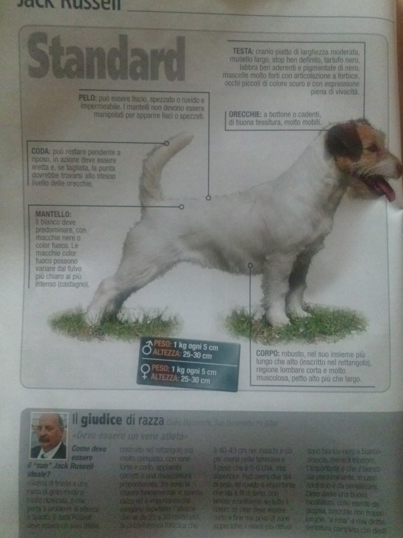 russell - jack russell in prima pagina! Cam01912
