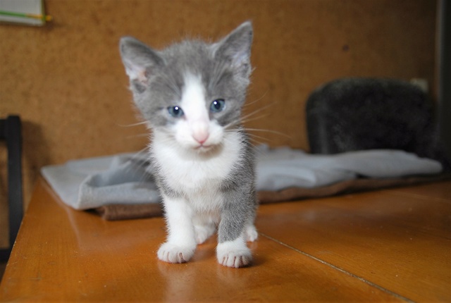 Aralia bleue et blanche et ses 5 chatons arrivés 21/05/17 Dsc_0714