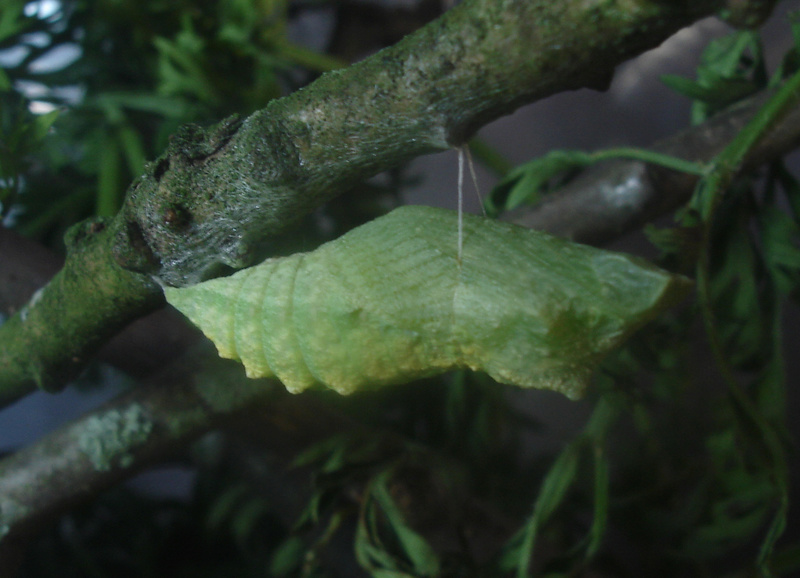 Chrysalides de machaon : sorties de papillon encore possibles ? Machao11