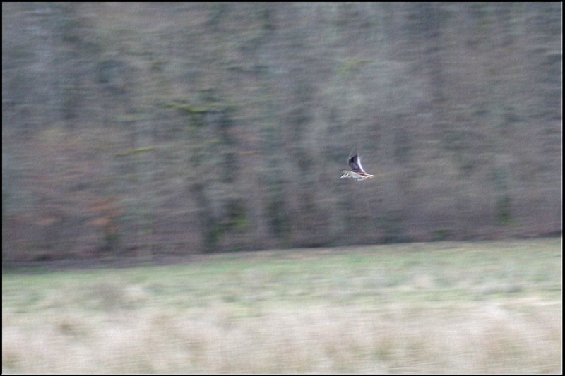 Les oiselles du marais 262