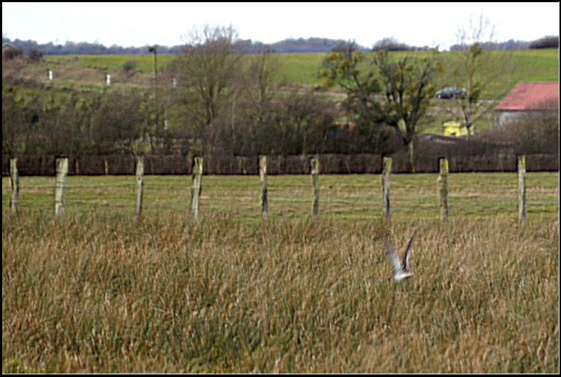 Les oiselles du marais Z311