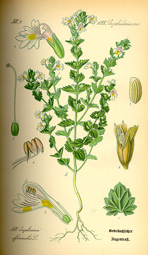 Angelica et Euphrasia : deux plantes pour combattre des maladies à la Fin des Temps ! 290px-10