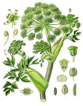 Angelica et Euphrasia : deux plantes pour combattre des maladies à la Fin des Temps ! Angeli10