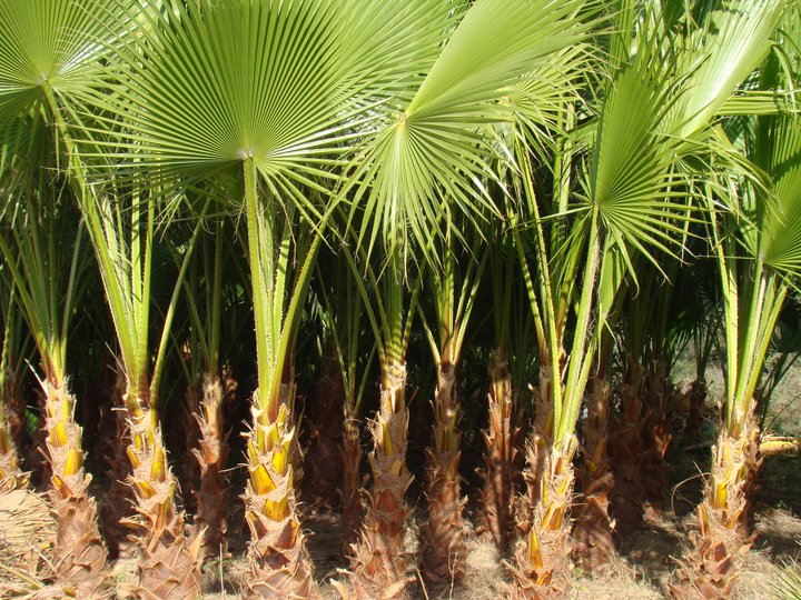 [Maroc Camp/Dernières nouvelles] Jardins de la Koudya 15003913