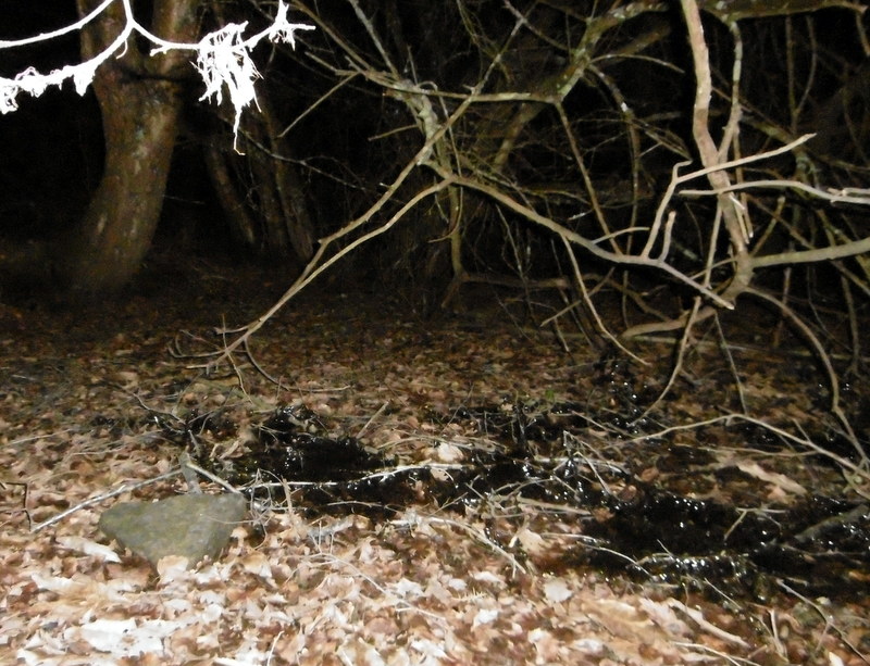 [Bufo spinosus & Rana dalmatina] Hécatombe à Malguénac, mauvaise gestion d'étang 1-p10110