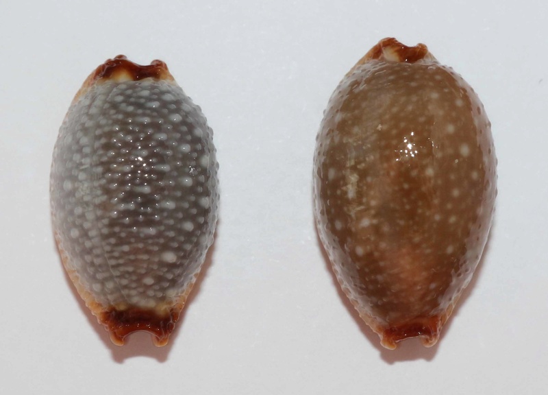 Staphylaea staphylaea staphylaea - (Linnaeus, 1758) Staphy10