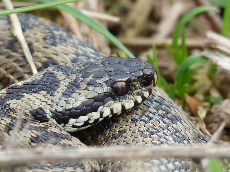 [Vipera berus] vipère péliade au même emplacement depuis 4 ans P1120412