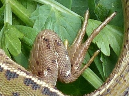 [Lacerta bilineata] lézard vert P1120920