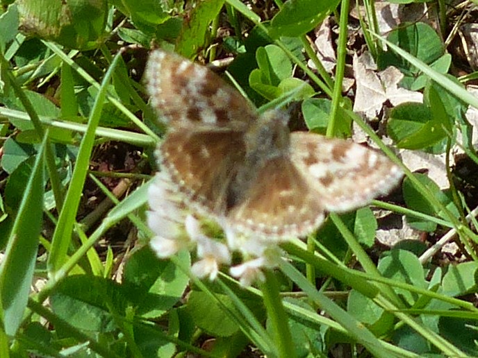 Erynnis tages P1130110