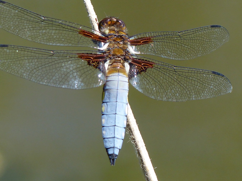 [Libellula depressa] Libellule déprimée en WT37 P1130321