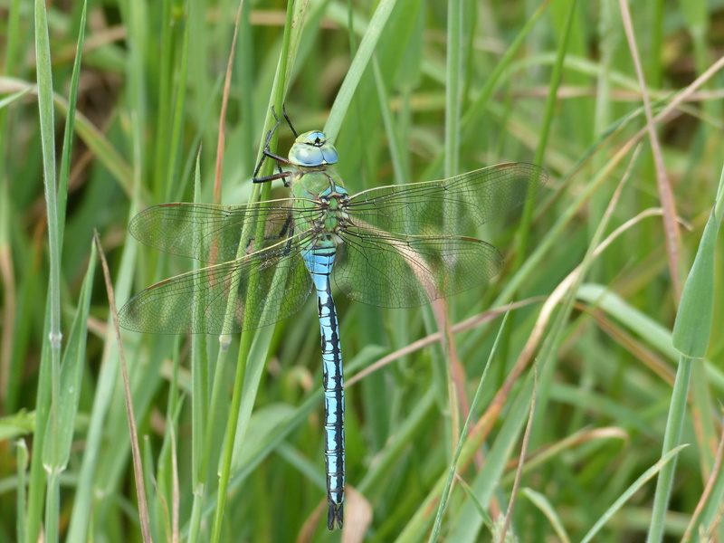 [Anax imperator] Toujours le même P1130417