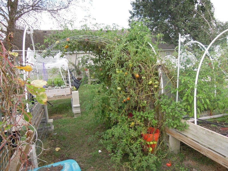Indeterminate caged tomato plants per IBC Dscn1211