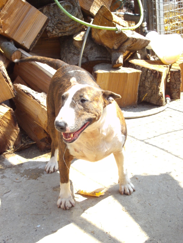Candy - Bull Terrier - née en 2006 - Page 4 Pict1416