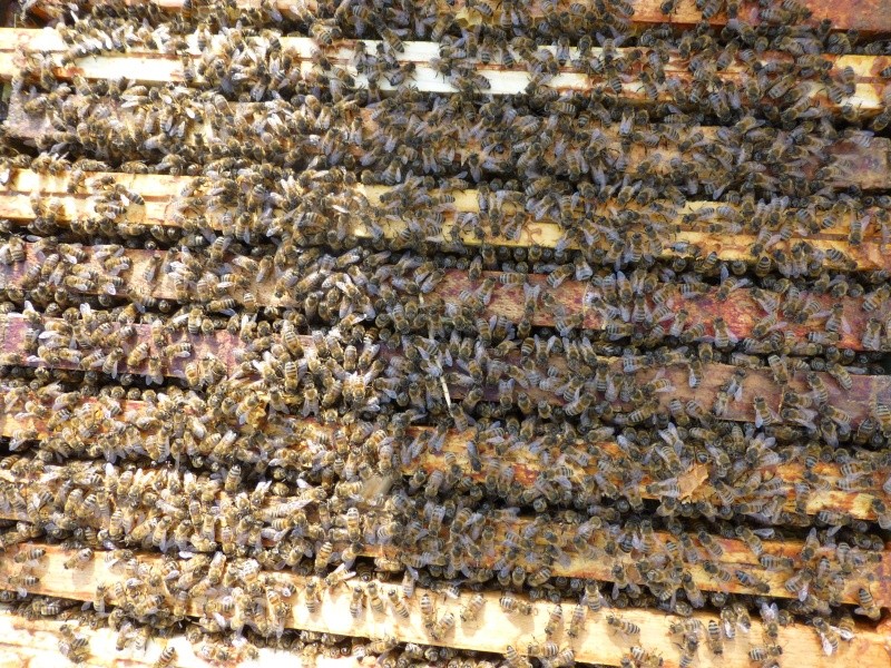 occupantes(abeilles) P1030210