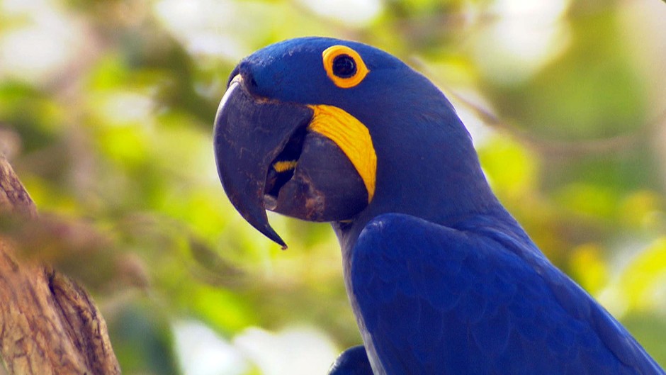 ARARA AZUL - A Arara Azul está em Extinção no Brasil? Araras10