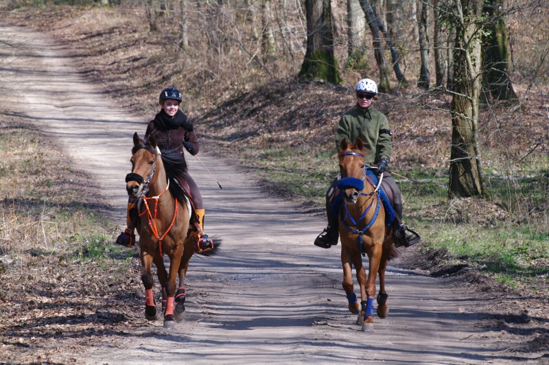 Jument PSar 11ans, par diarex et persik à vendre Imgp5910