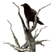 On vas tu battre notre record de membre a corneille cette année 11 avril 2015 - Page 22 Oiseau10