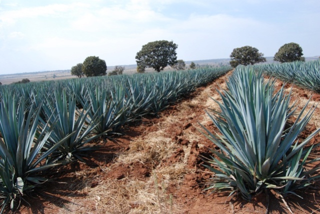 Agave attenuata - Page 2 Photo-10