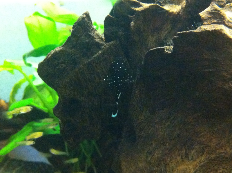 Peppermint Bristlenose fry at 3cm for sale Img_6110