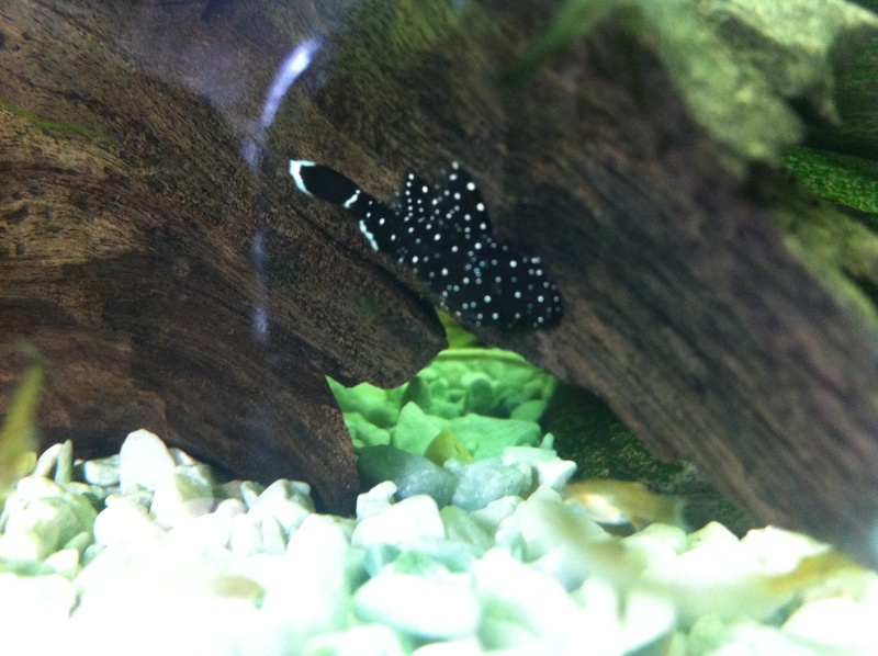 Peppermint Bristlenose fry at 3cm for sale Img_6210