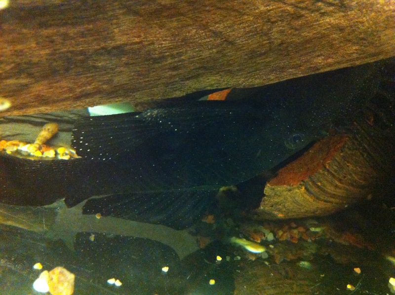 Peppermint Bristlenose fry at 3cm for sale Img_6211