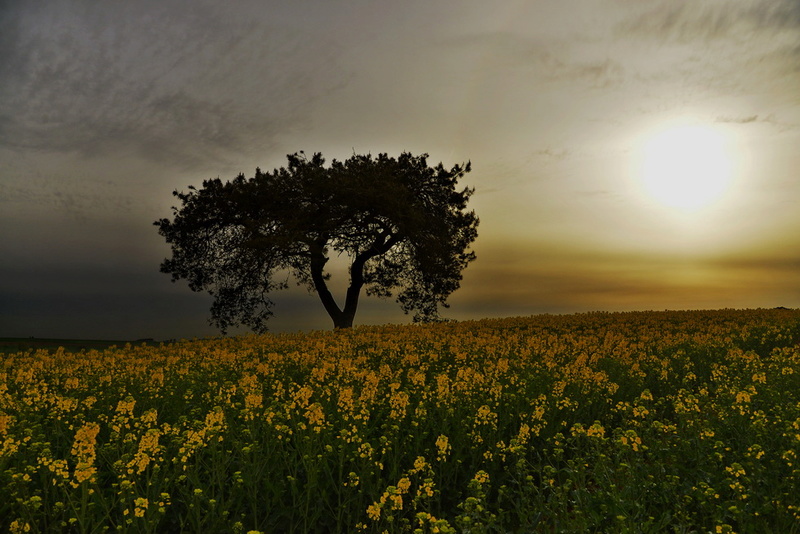 Dans ma campagne et mon jardin. _dsc8111