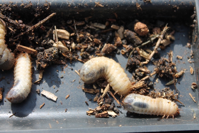 larves de cétoine made in my compost (toxique ou pas ) Img_1820