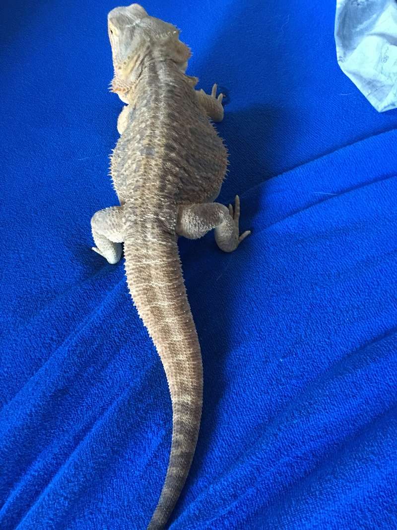 Pogona surpoids ? Img_9011