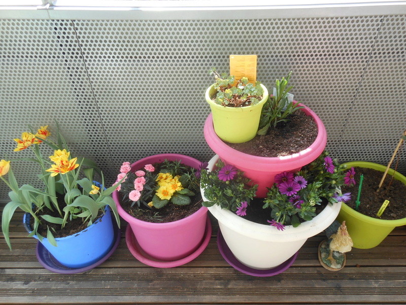 Les fleurs de mon balcon Dscn6513