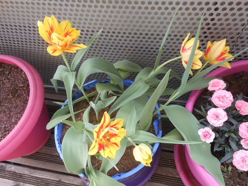 Les fleurs de mon balcon Tulipe11