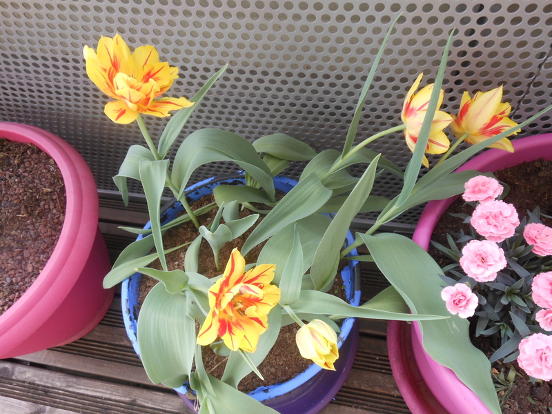 Les fleurs de mon balcon  Tulipe11