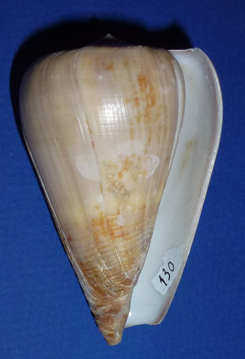 Conus (Dendroconus) loroisii  Kiener, 1845 voir Conus (Dendroconus) buxeus Röding, 1798 130_lo12