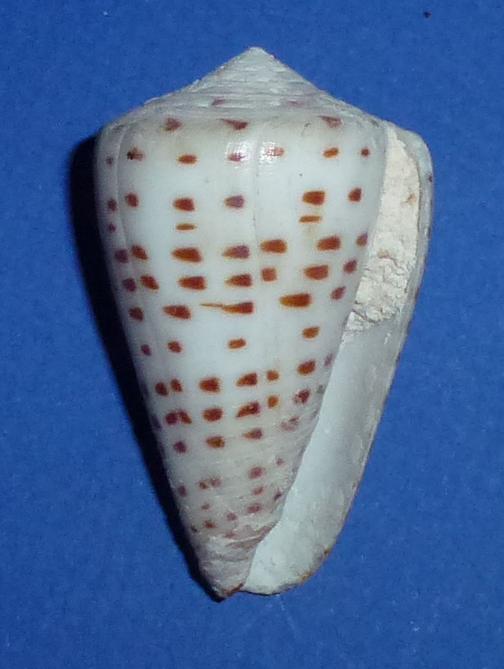 Conus (Tesselliconus) eburneus   Hwass in Bruguière, 1792 1374_c12