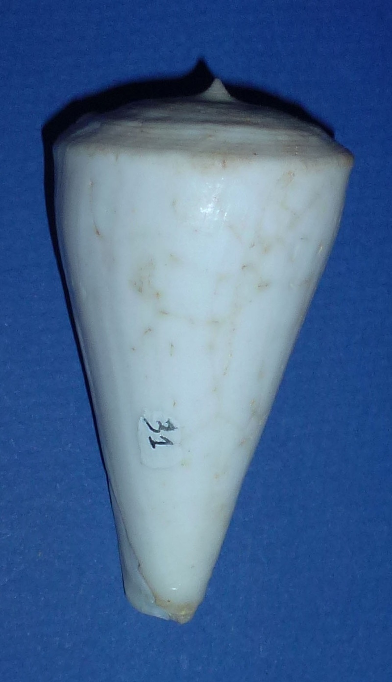 Conus (Klemaeconus) sugimotonis  Kuroda, 1928 31_fur10