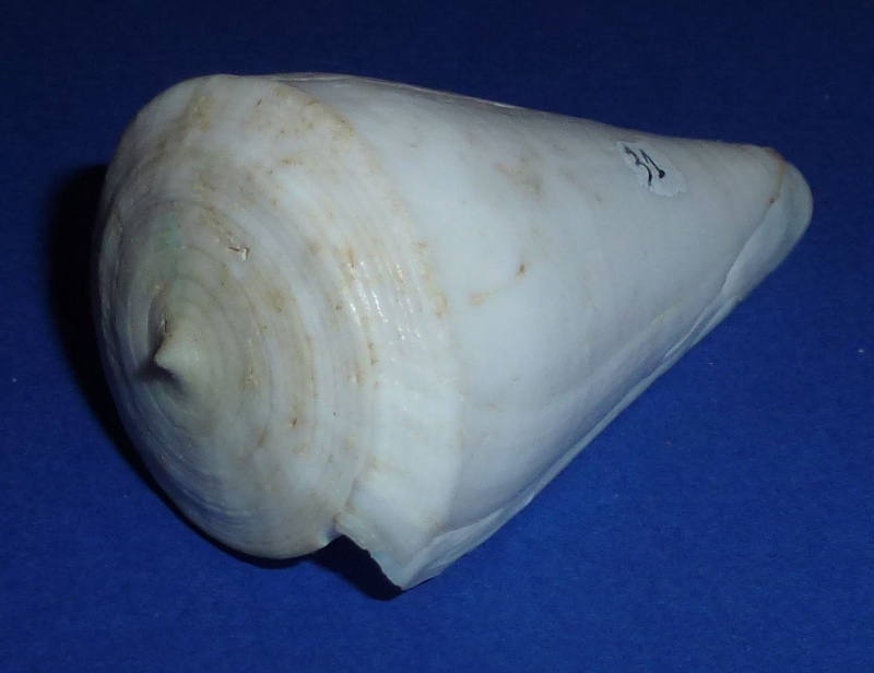 Conus (Klemaeconus) sugimotonis  Kuroda, 1928 31_fur11