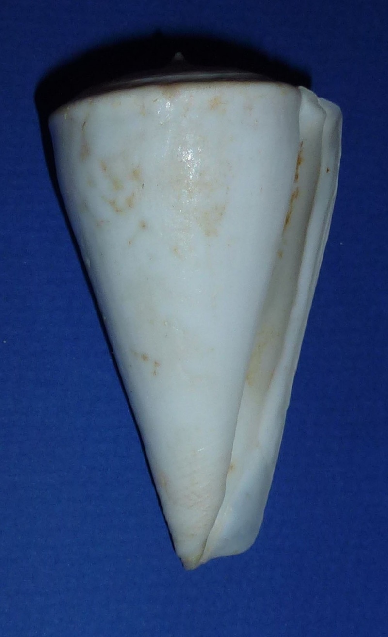 Conus (Klemaeconus) sugimotonis  Kuroda, 1928 31_fur12