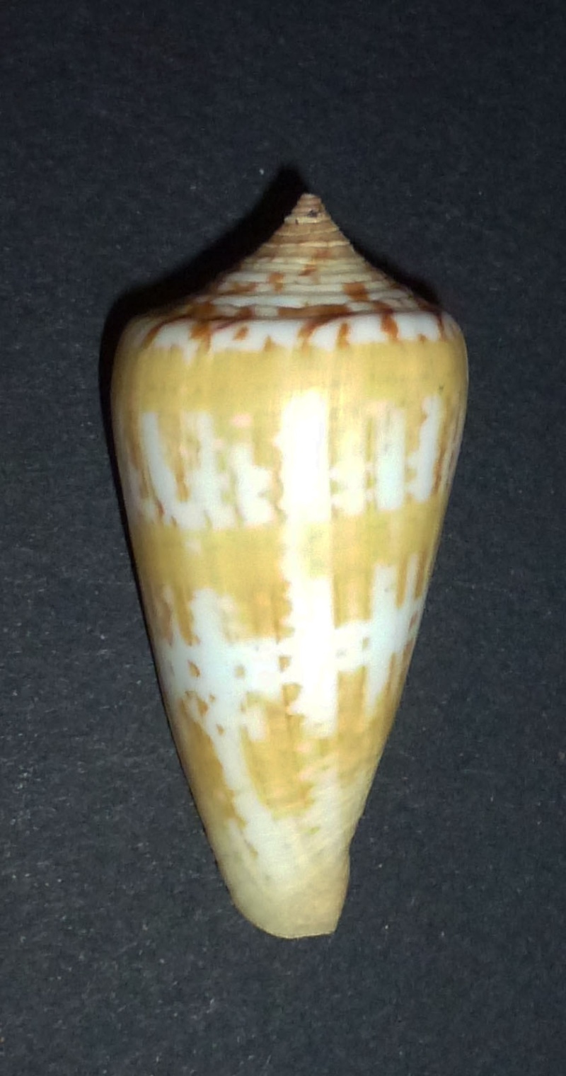 Conus (Phasmoconus) janus   Hwass in Bruguière, 1792 442_co10