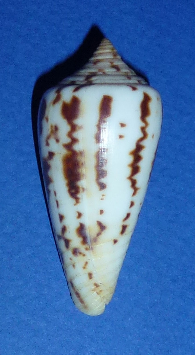 Conus (Phasmoconus) janus   Hwass in Bruguière, 1792 675_ma10