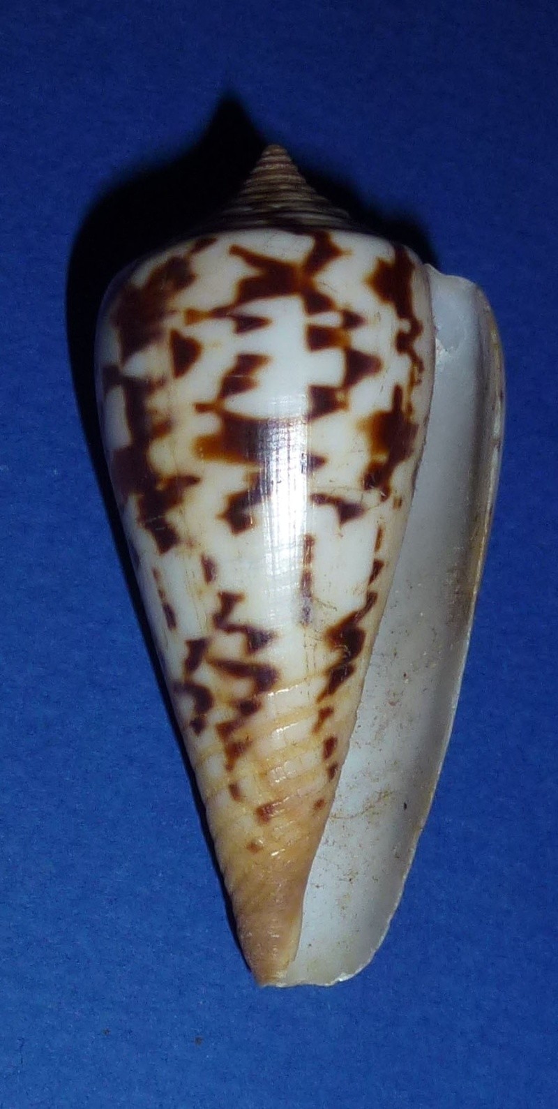 Conus (Phasmoconus) janus   Hwass in Bruguière, 1792 682_ma12