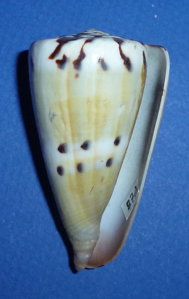 Conus (Rhizoconus) capitaneus   Linnaeus, 1758 - Page 3 871_mu10