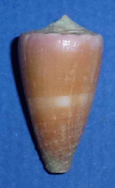 Conus (Strategoconus) circumactus   Iredale, 1929 92_con11