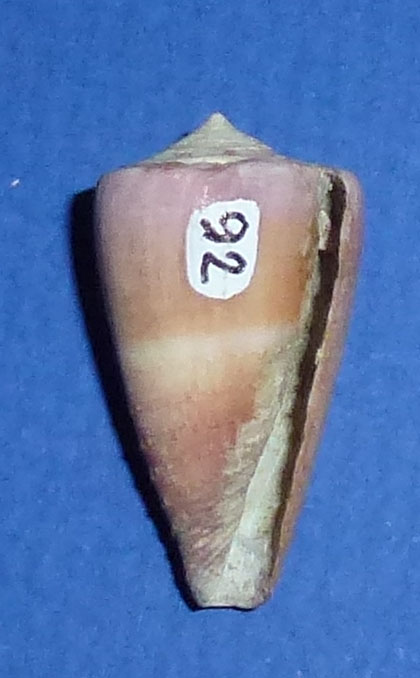 Conus (Strategoconus) circumactus   Iredale, 1929 92_con12