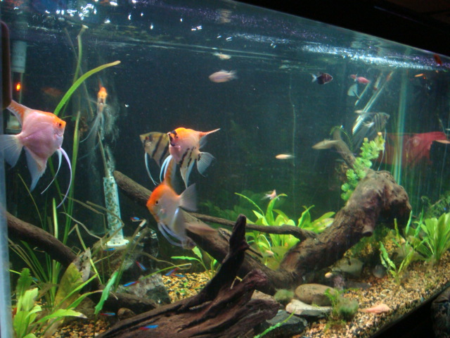 Coco's fish now rehomed here.... Dsc04110