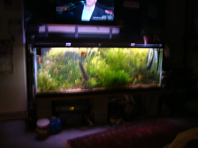 Coco's fish now rehomed here.... Dsc04115