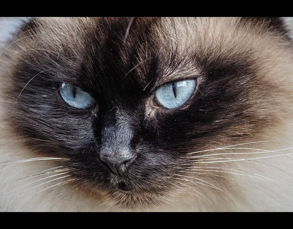 deux bandes noires et deux yeux bleus Murphy14