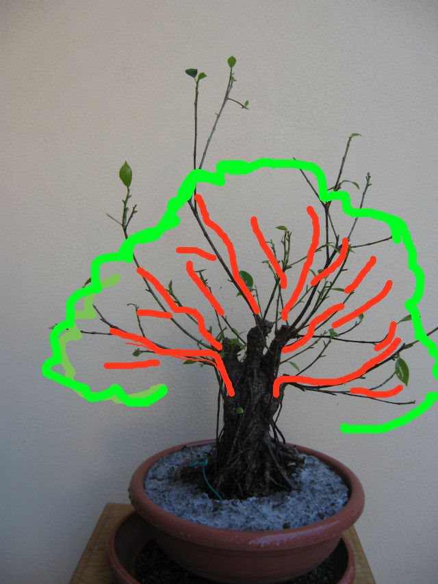 Ficus retusa con radici aeree - Pagina 4 Img_0110