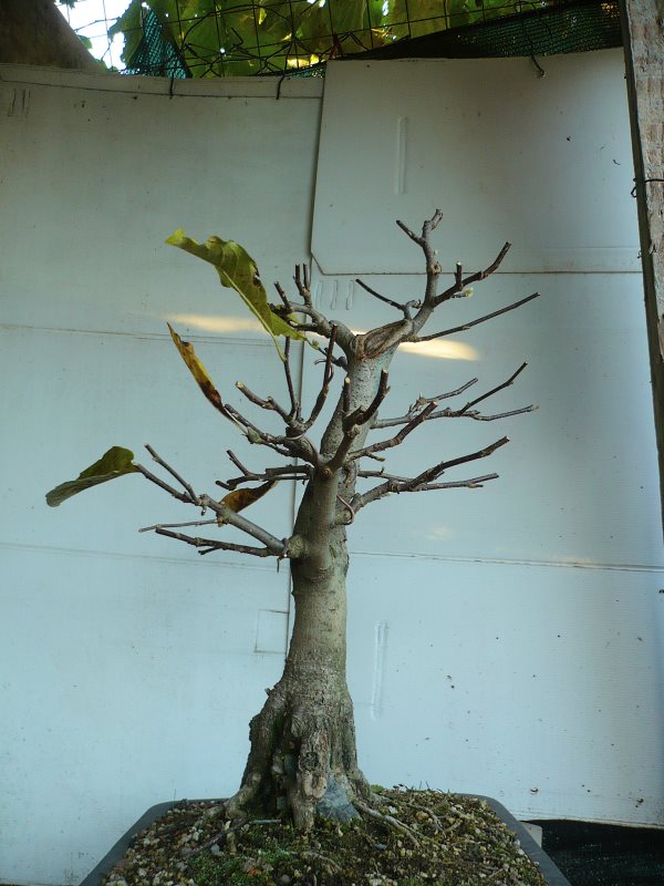 Magnolia stellata.....pianta da vivaio. P1070921