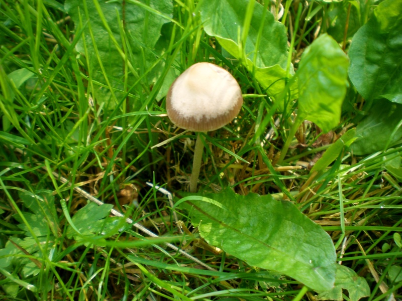 По грибы да по ягоды... (фотографии) P6250010