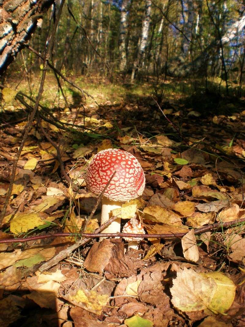По грибы да по ягоды... (фотографии) P9130212